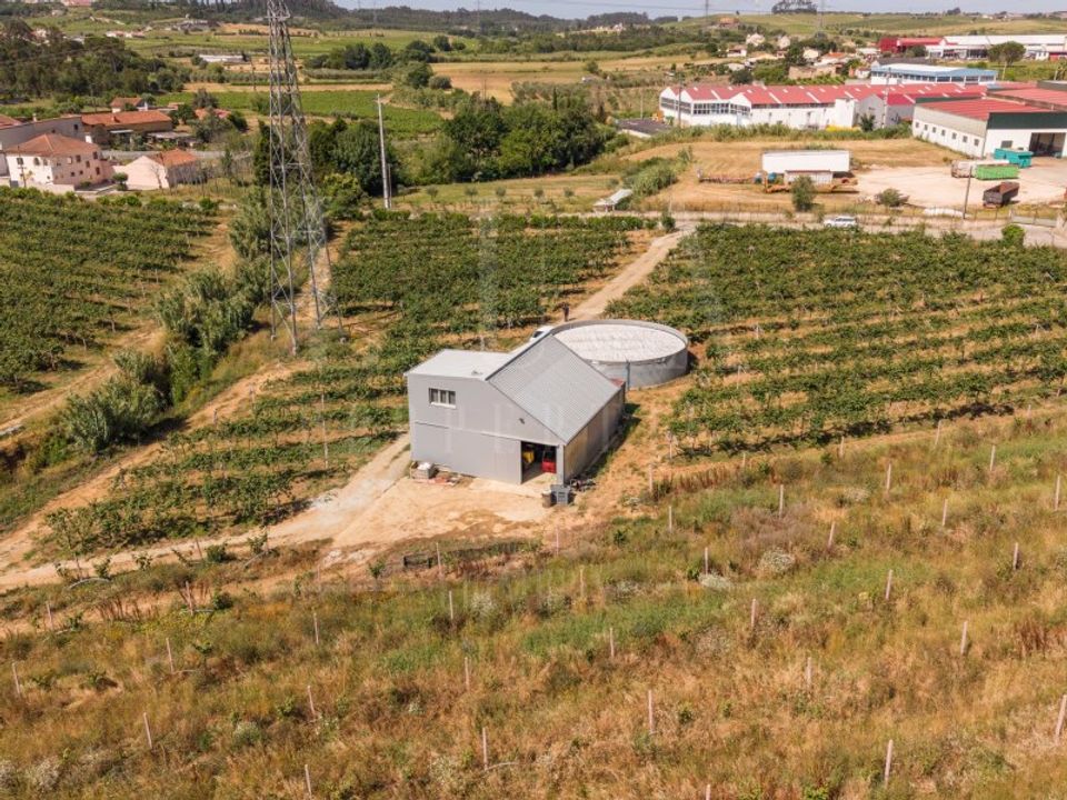 Gård i Anadia, Aveiro - bilde 5