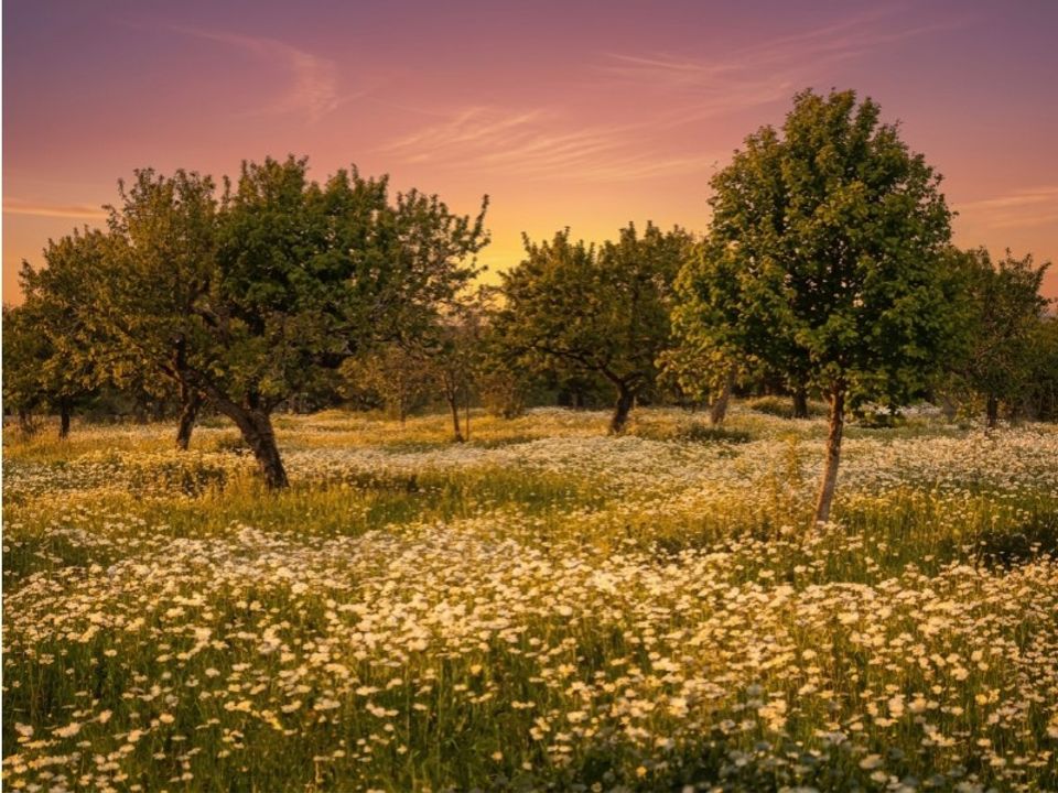 Helårsgrund i Campos, Mallorca - foto 2
