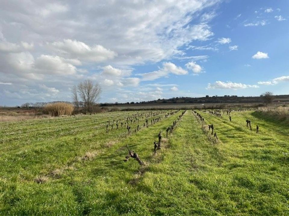 Grond in Pouzolles, Herault - foto 5
