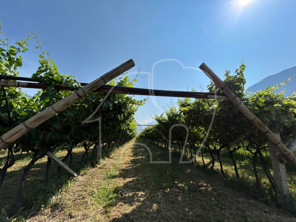 Działka: Mezzocorona, Trento – zdjęcie 2