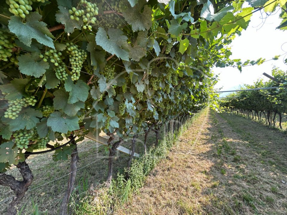 Działka: Mezzocorona, Trento – zdjęcie 4
