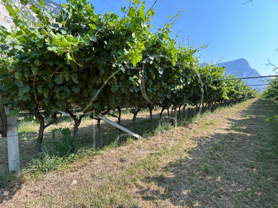 Działka: Mezzocorona, Trento – zdjęcie 5