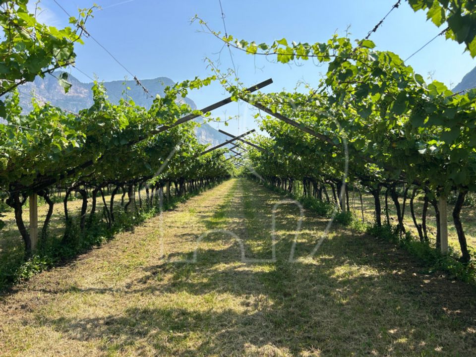 Działka: Mezzocorona, Trento – zdjęcie 2