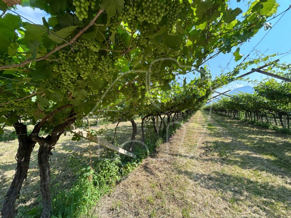 Działka: Mezzocorona, Trento – zdjęcie 3