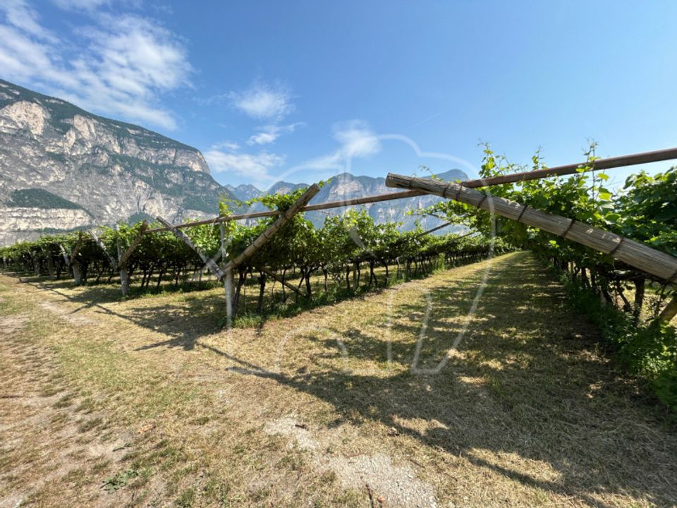 Działka: Mezzocorona, Trento – zdjęcie 5