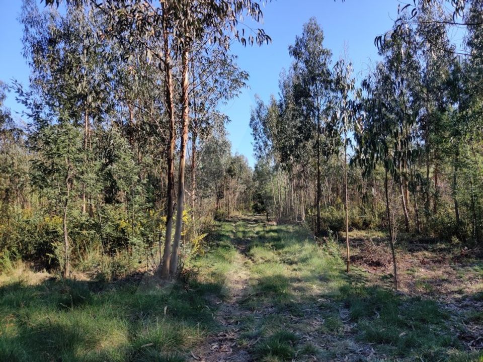 Działka: Alquerubim, Aveiro – zdjęcie 1