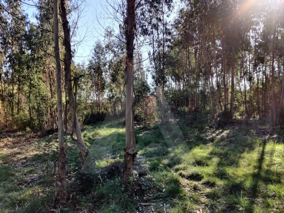 Działka: Alquerubim, Aveiro – zdjęcie 2