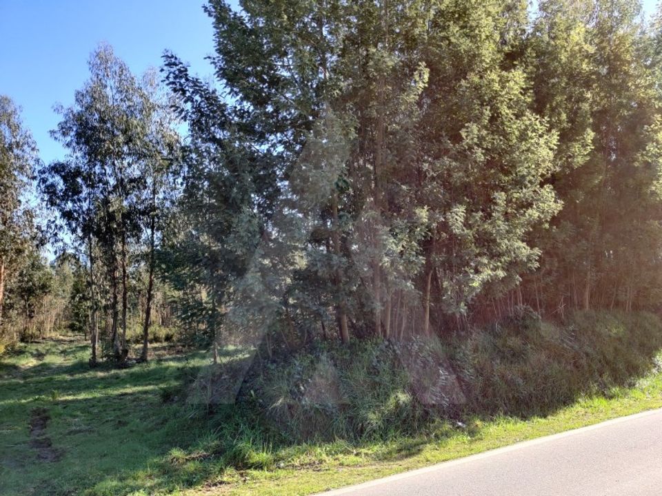 Działka: Alquerubim, Aveiro – zdjęcie 5