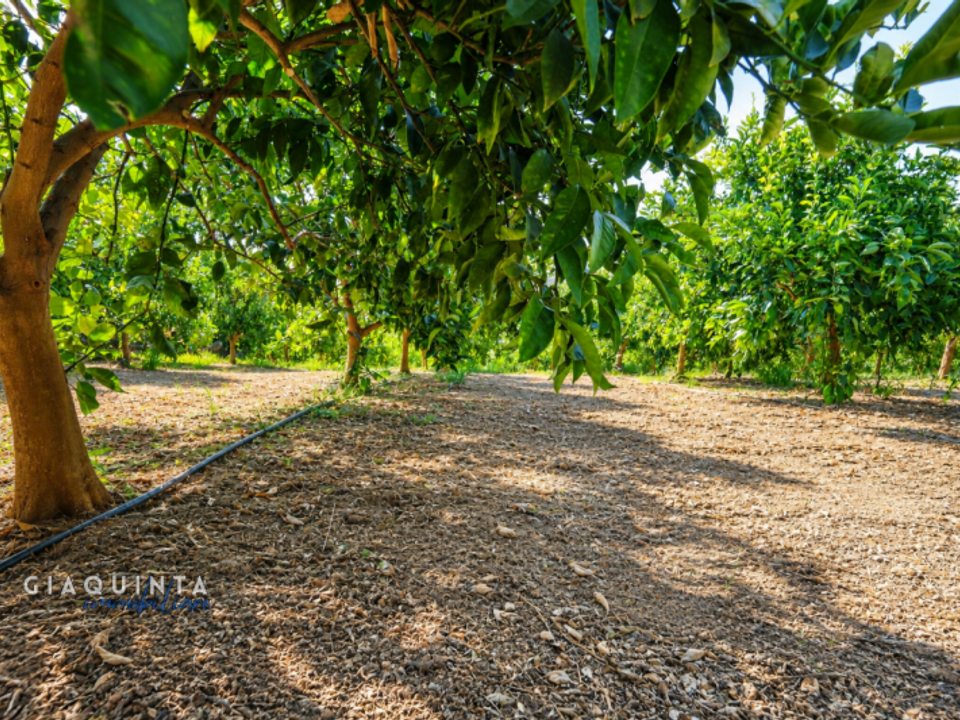 Terra a Palagonia, Catania - foto 3