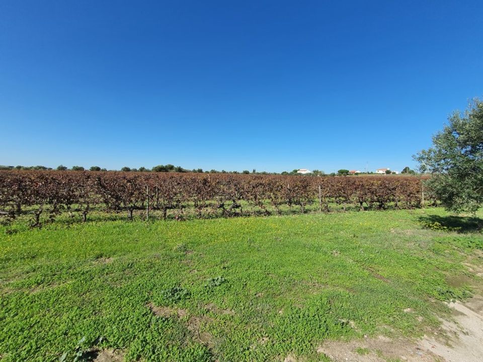 Helårsgrund i Reguengos de Monsaraz, Evora - foto 1