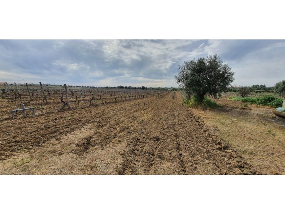 Farm i Reguengos de Monsaraz, Evora - foto 5