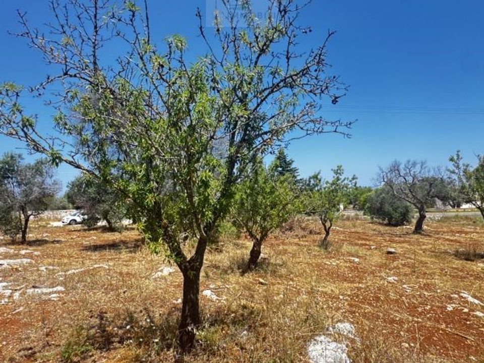 Helårsgrund i Carovigno, Brindisi - foto 4