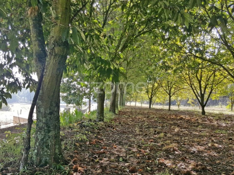 Tomt i Lamelas e guimarei, Porto - bilde 4