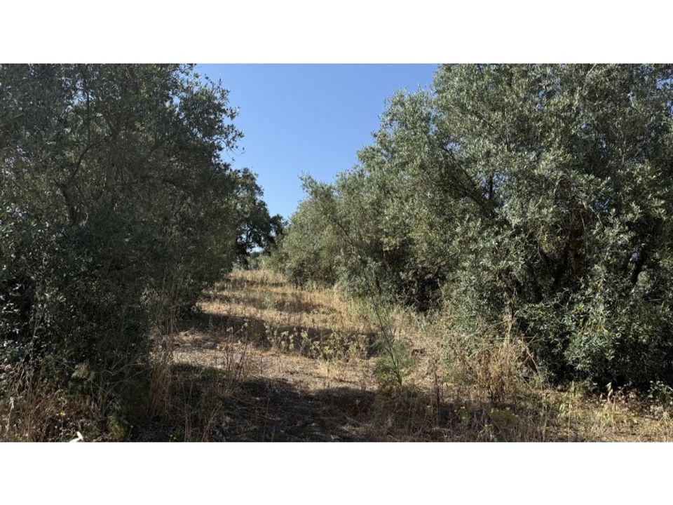 Helårsgrund i Quinta do Anjo, Setubal - foto 2