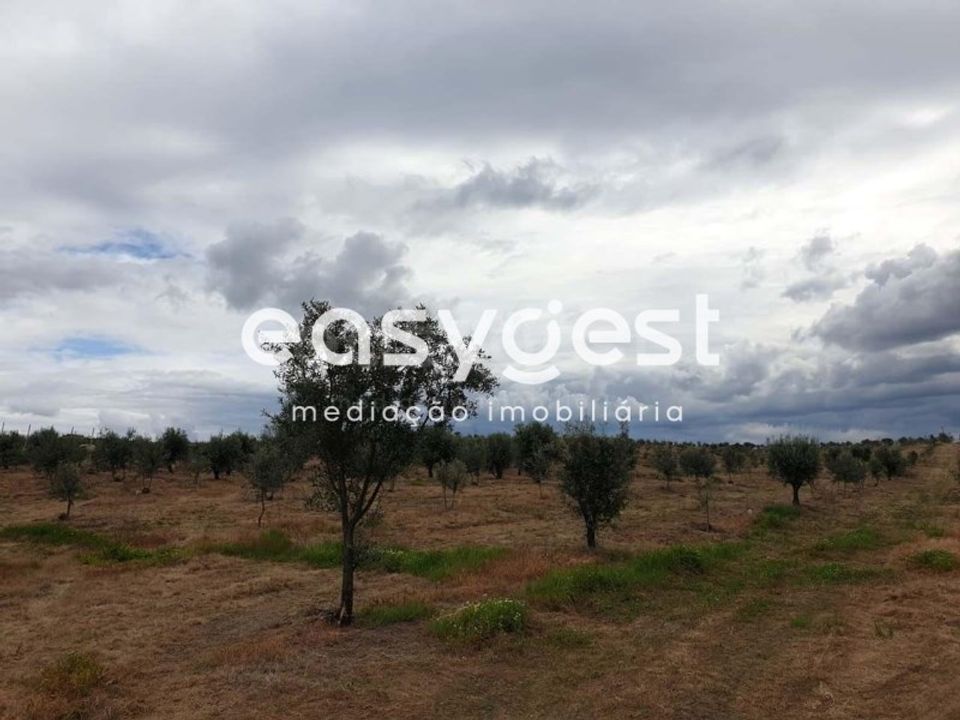 Farm i Travancinha, Guarda - foto 4