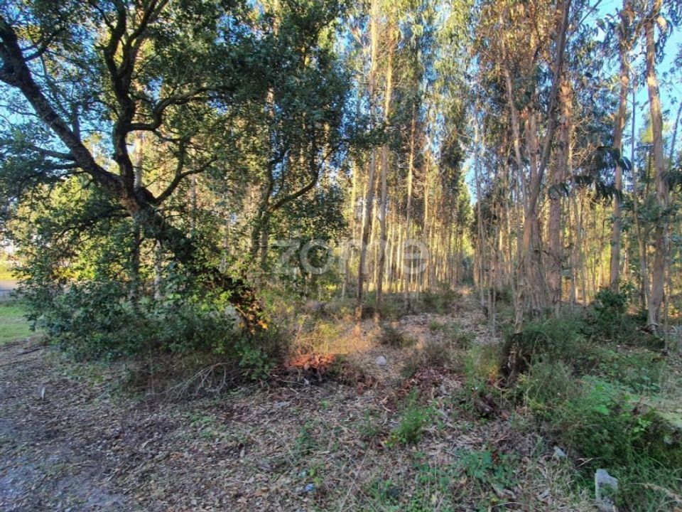 Helårsgrund i Marinha Grande, Leiria - foto 3