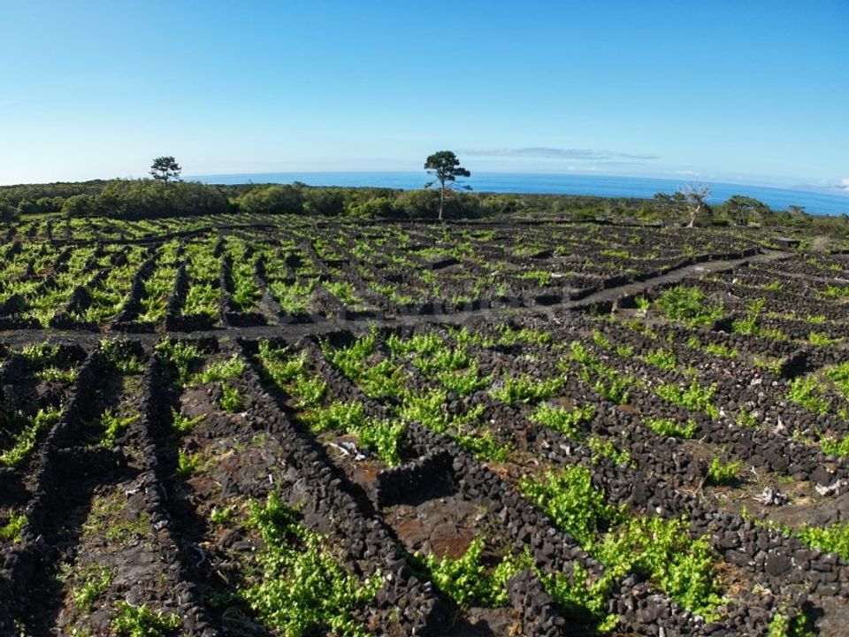Terreno en Bandeiras, Pico - foto 1