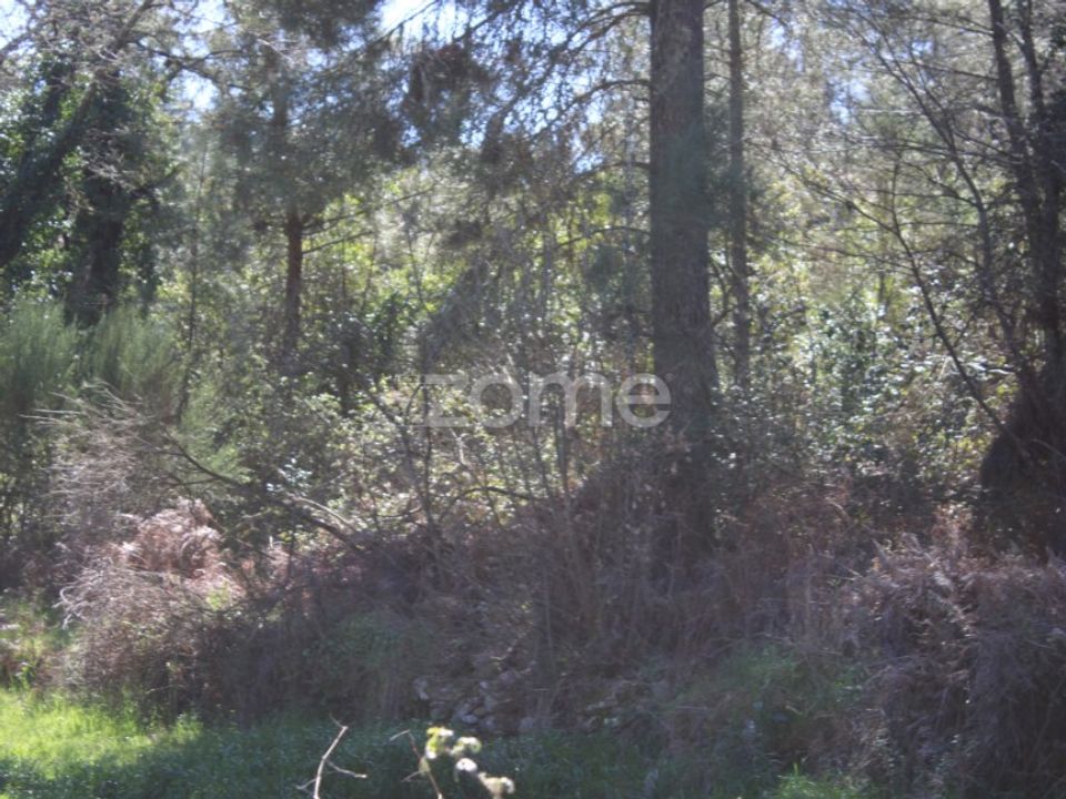 Terra a Moimenta da Beira, Viseu - foto 1