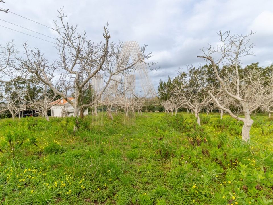 Farm i Sesimbra, Setubal - foto 5