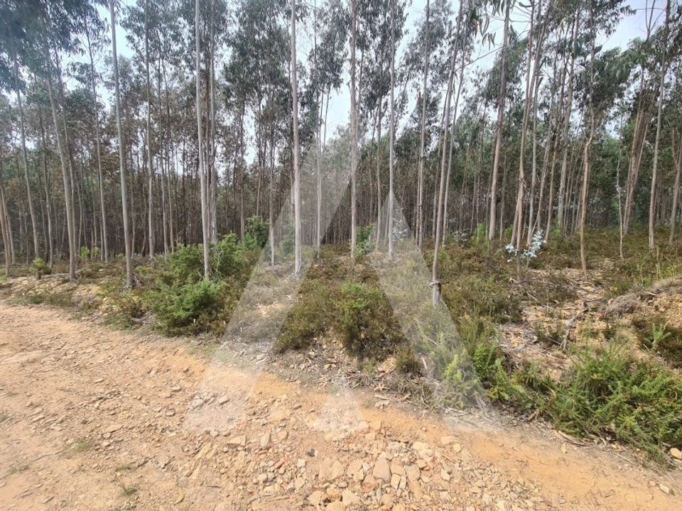 Erhvervsejendom i Oliveira de Azemeis, Aveiro - foto 4