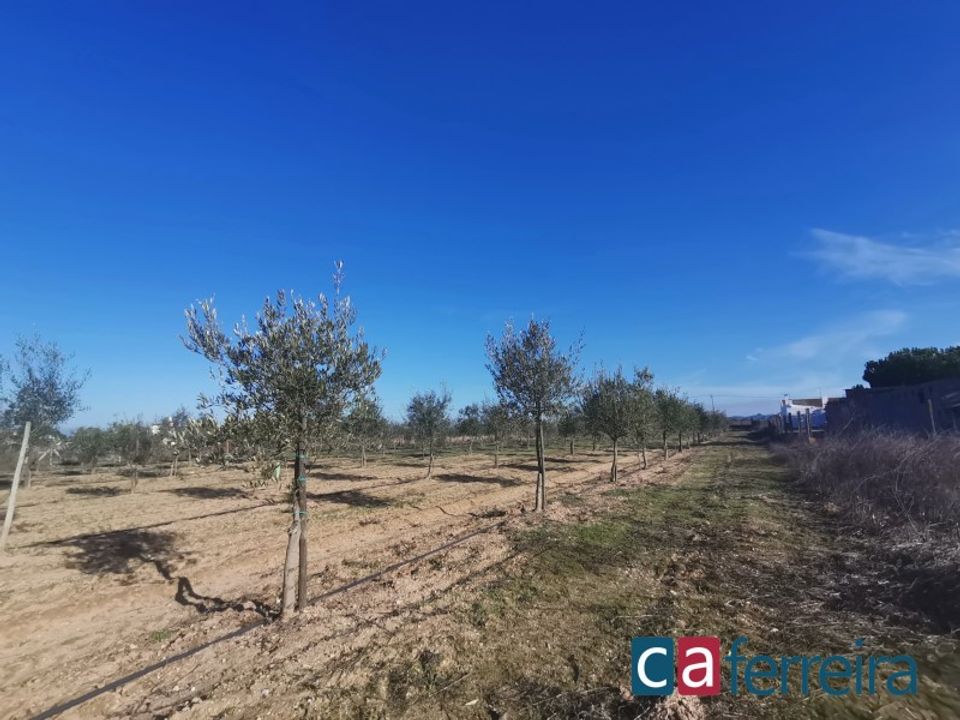 Helårsgrund i Benfica do Ribatejo, Santarem - foto 2