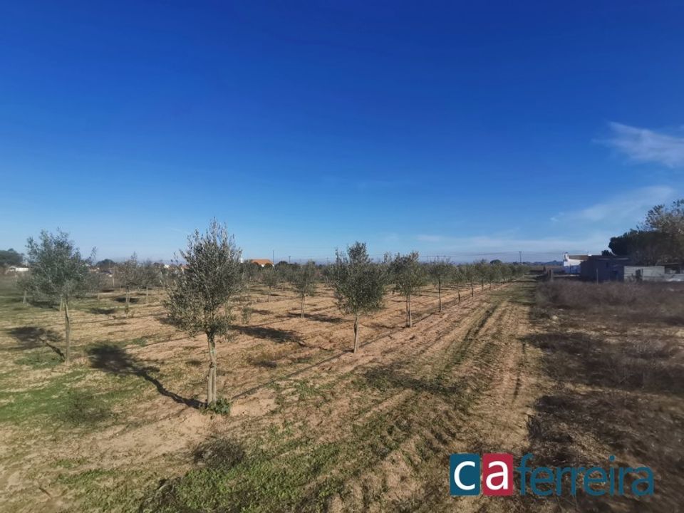 Helårsgrund i Benfica do Ribatejo, Santarem - foto 5