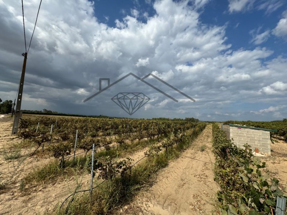 Terreno en Alpiarca, Santarem - foto 1