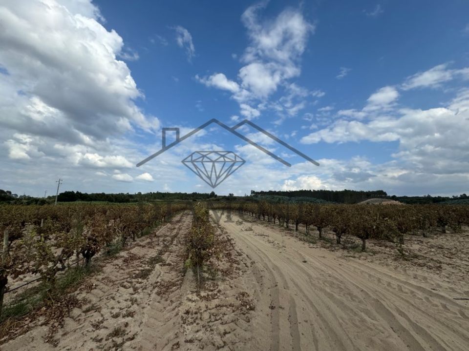 Działka: Alpiarca, Santarem – zdjęcie 2