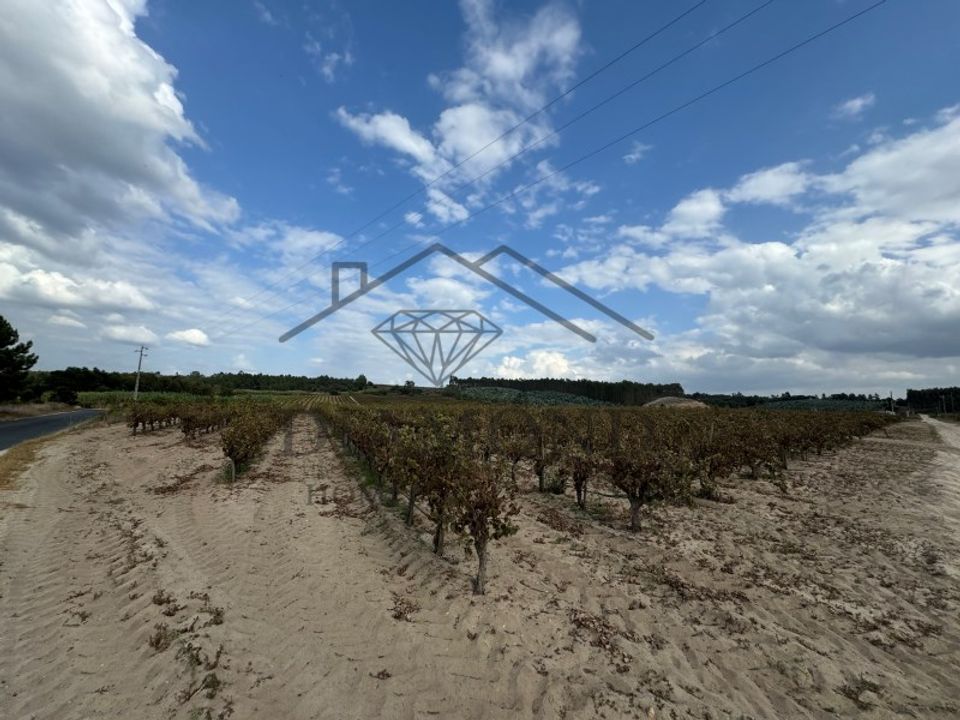 Działka: Alpiarca, Santarem – zdjęcie 3