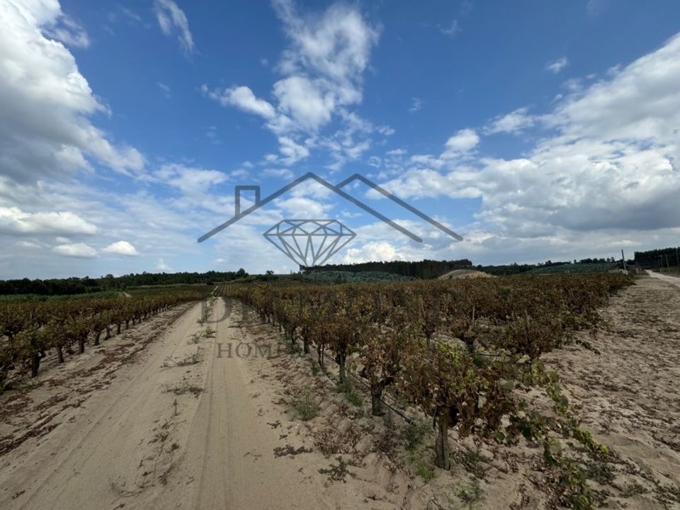 Działka: Alpiarca, Santarem – zdjęcie 4