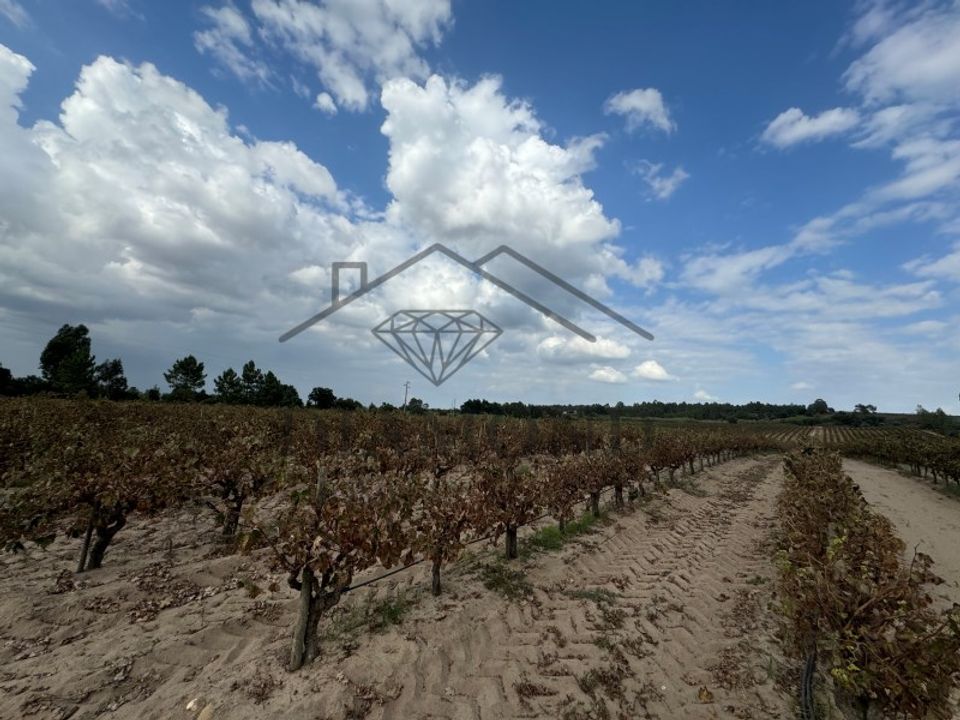 Działka: Alpiarca, Santarem – zdjęcie 5