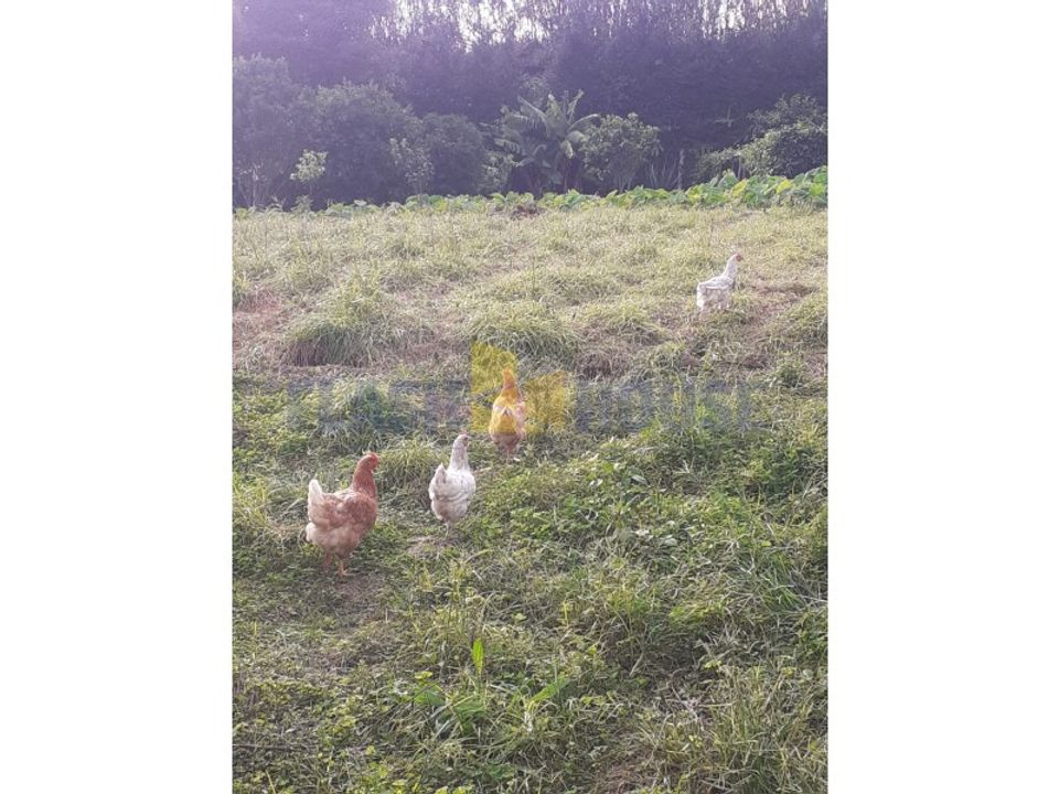 Terreno en Ribeira Cha, Sao Miguel - foto 3
