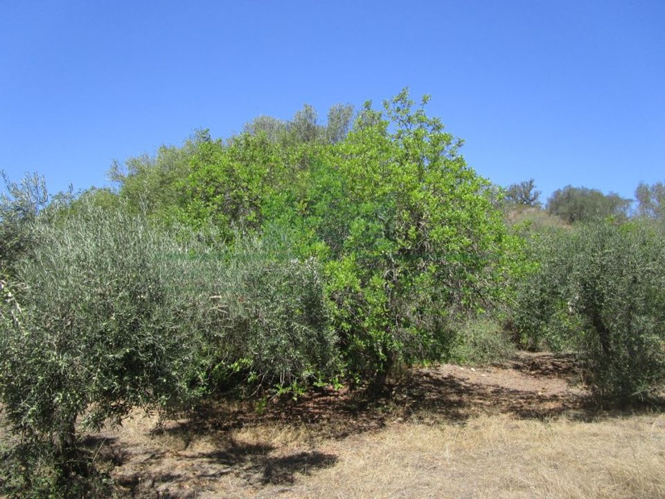 Helårsgrund i Castro Marim, Faro - foto 4