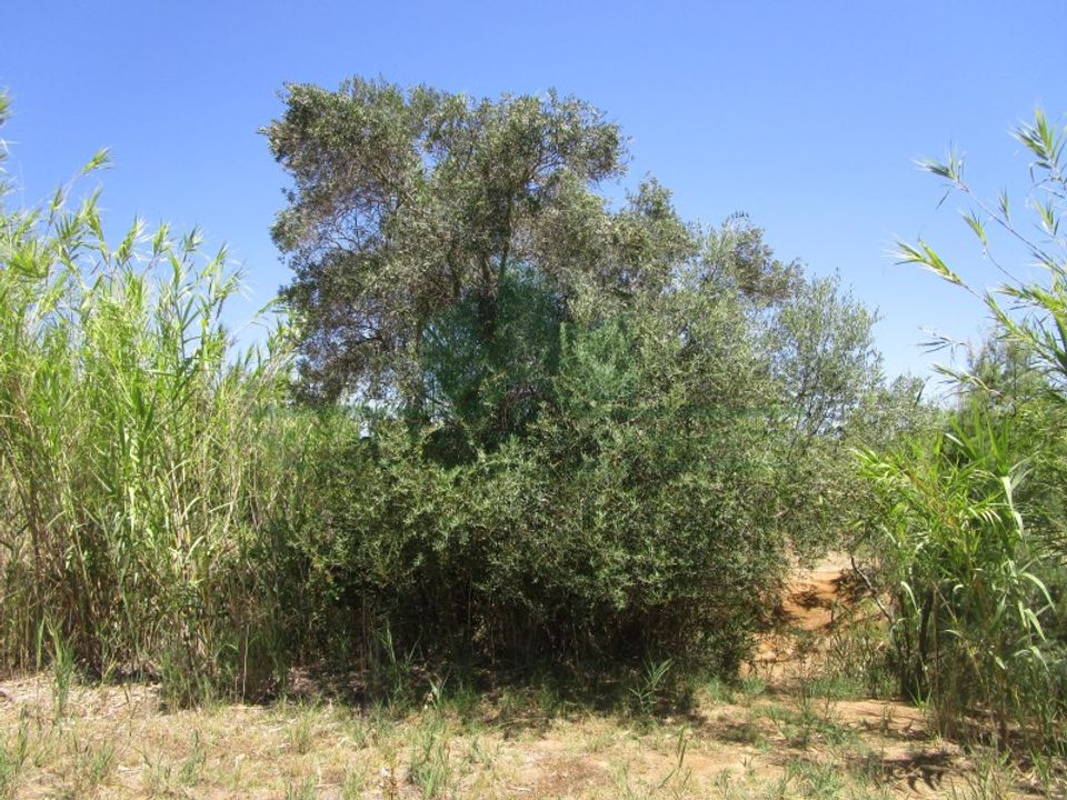 Helårsgrund i Castro Marim, Faro - foto 3