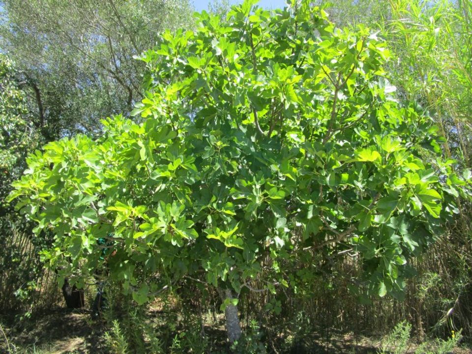Helårsgrund i Castro Marim, Faro - foto 5