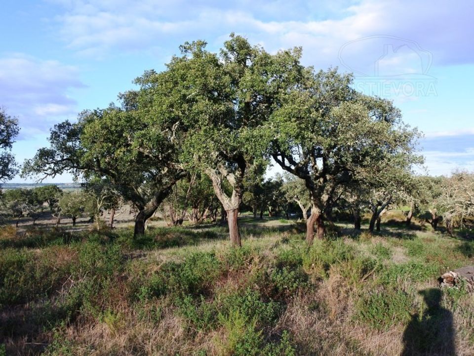 Helårsgrund i Montemor-o-Novo, Evora - foto 2