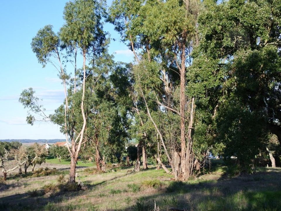 Helårsgrund i Montemor-o-Novo, Evora - foto 4