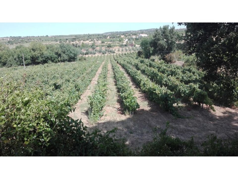 Helårsgrund i Vidigueira, Beja - foto 5
