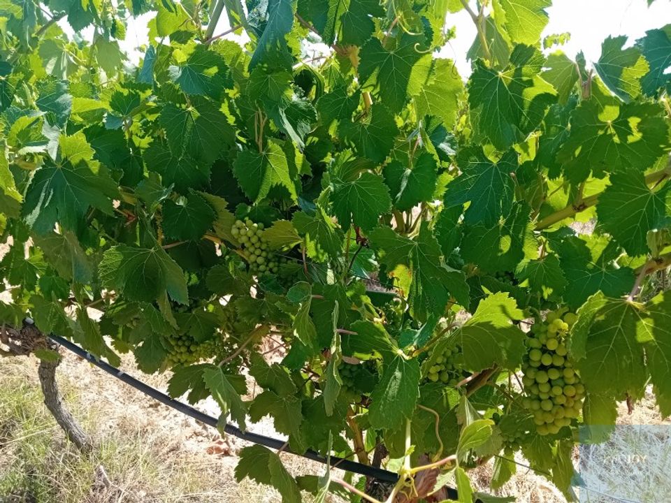 Terra em Montijo, Setubal - foto 2