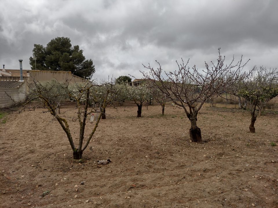 Helårsgrund i Pinoso, Alicante - foto 4