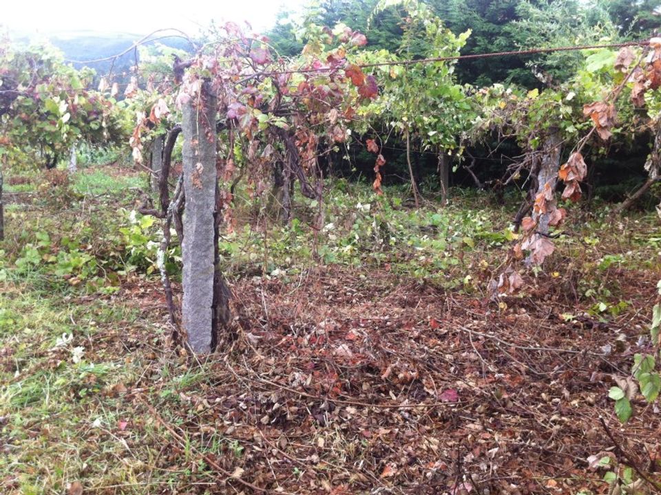 Grond in Venade e Azevedo, Viana do Castelo - foto 3