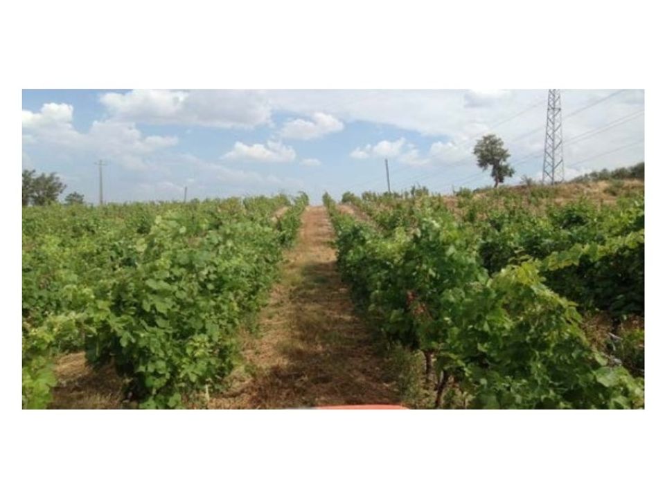 Farm i Possacos, Vila Real - foto 5