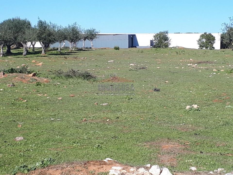 Terra a Vila Vicosa, Evora - foto 1