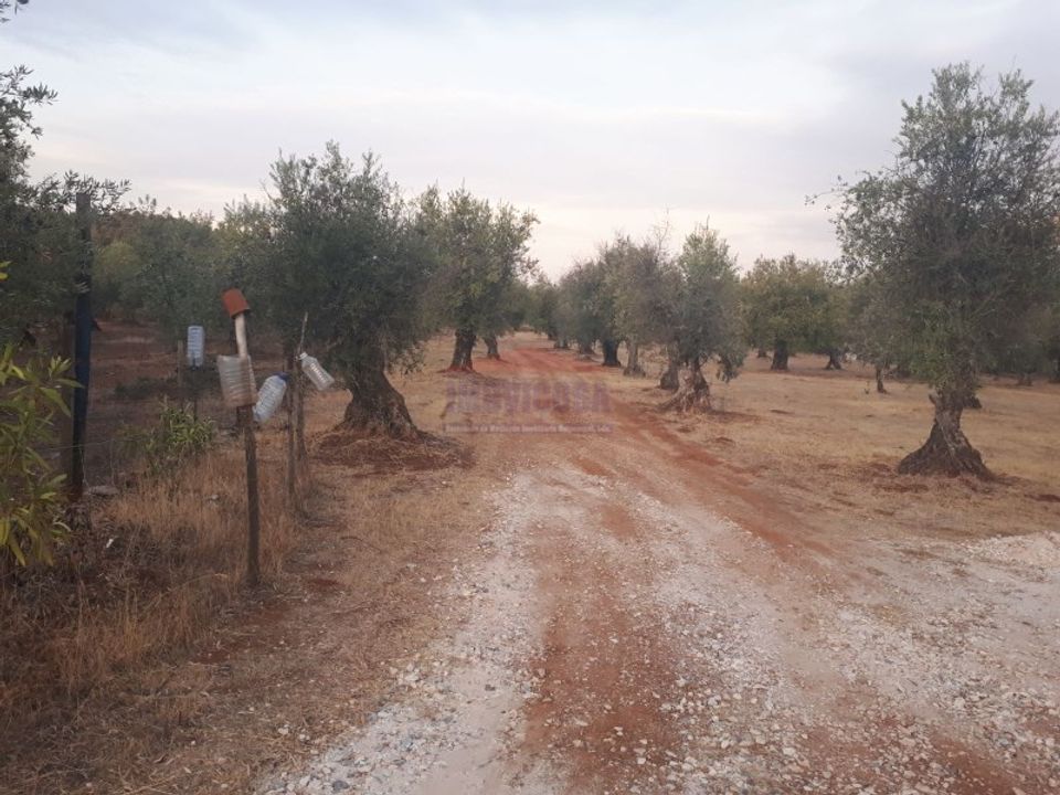 Terra a Vila Vicosa, Evora - foto 1