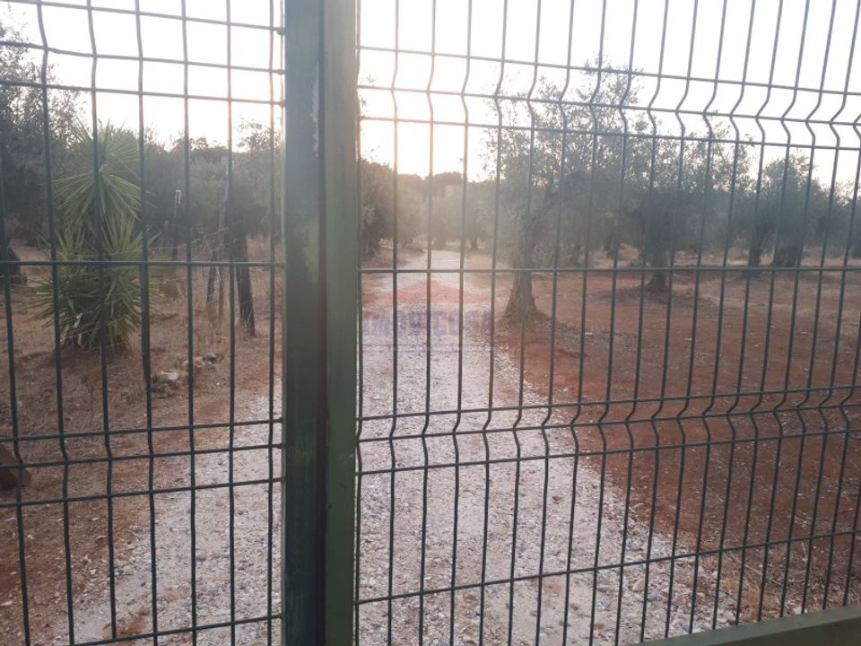 Terra a Vila Vicosa, Evora - foto 3