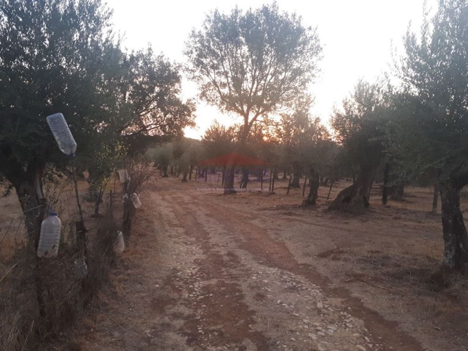 Terra a Vila Vicosa, Evora - foto 4