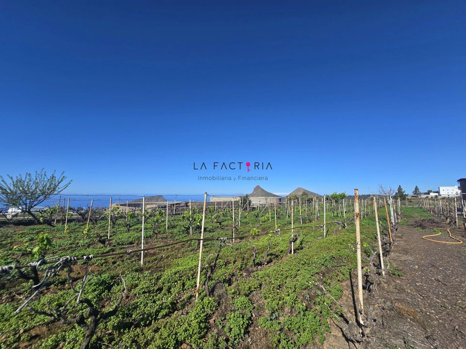 Finca i Vilaflor, Tenerife - foto 1