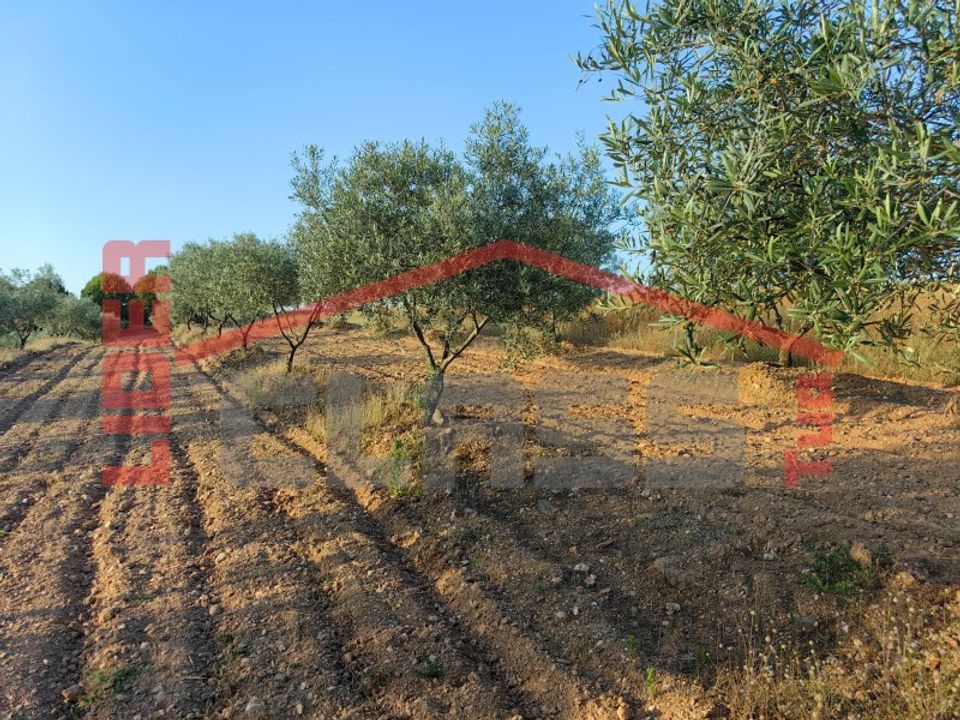 Terra em Alvite e Passos, Braga - foto 4