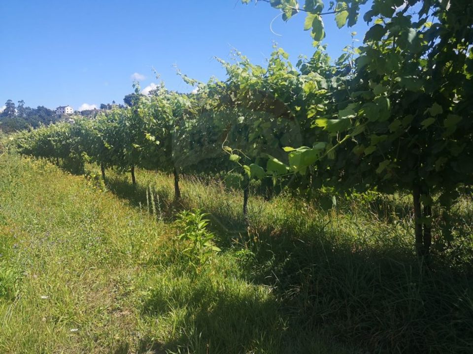 Helårsgrund i Arcos de Valdevez, Viana do Castelo - foto 1