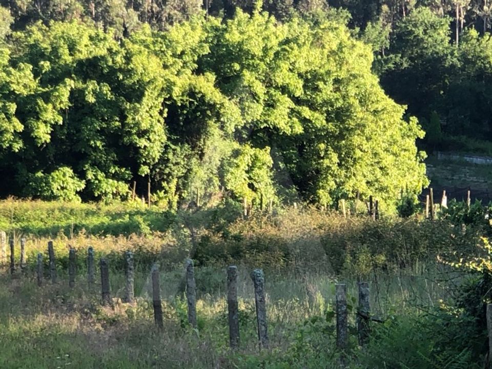 Tomt i Sever do Vouga, Aveiro - bilde 5